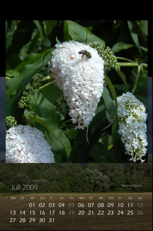 2009_07.jpg